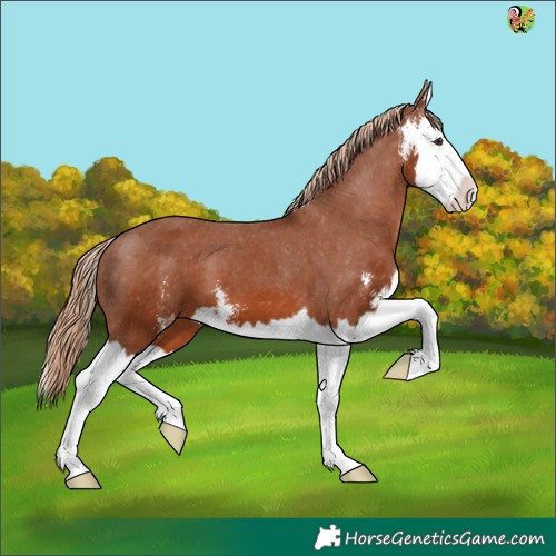 Horse Color:Chestnut Sabino Splash Appaloosa 
