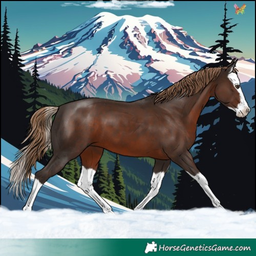 Horse Color:Liver Chestnut Splash 
