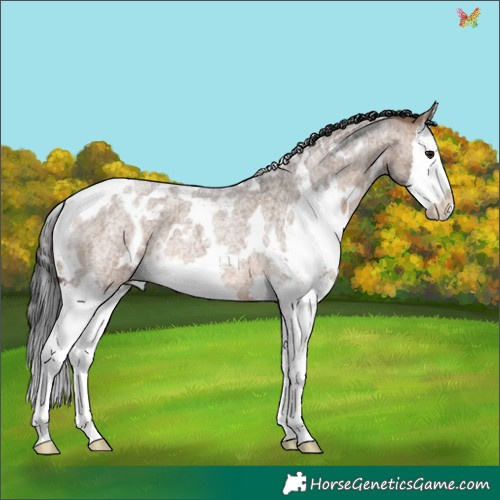 Horse Color:White Spotted Brown Roan Dun Splash 