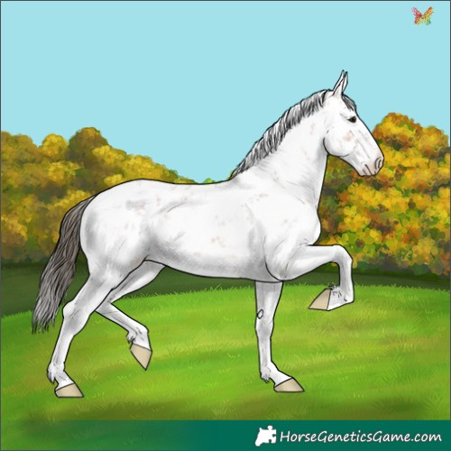 Horse Color:White Spotted Bay Ice Sabino 