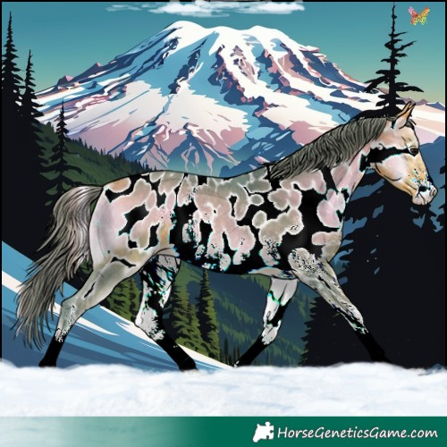 Horse Color:Watercolor Buckskin Onyx Sabino Appaloosa Rabicano 