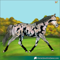 Horse Color:Watercolor Buckskin Onyx Sabino Appaloosa Rabicano 