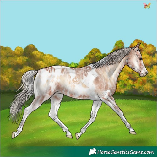 Horse Color:Silver Bay Ice Onyx Sabino Tobiano Appaloosa 