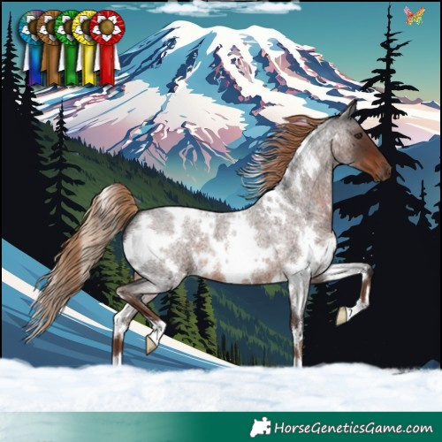 Horse Color:White Spotted Liver Red Roan 
