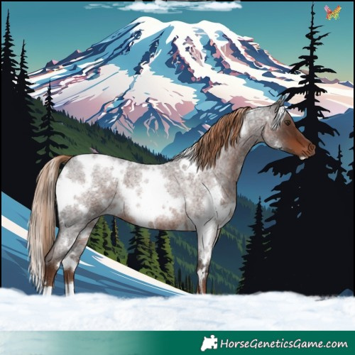 Horse Color:White Spotted Liver Red Roan 