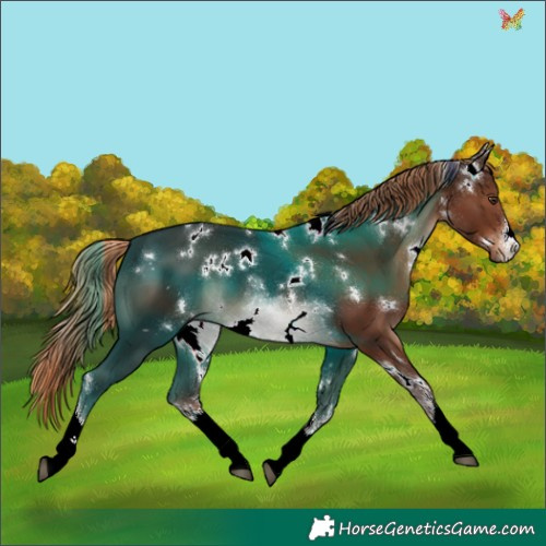 Horse Color:White Spotted Liver Chestnut 