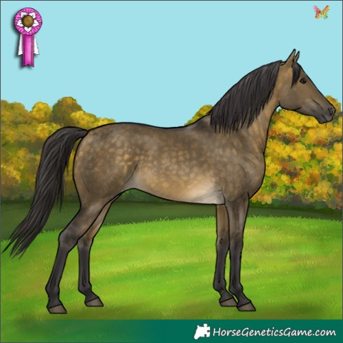 Horse Color:Buckskin Dun 