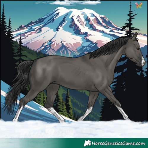 Horse Color:White Spotted Grullo 