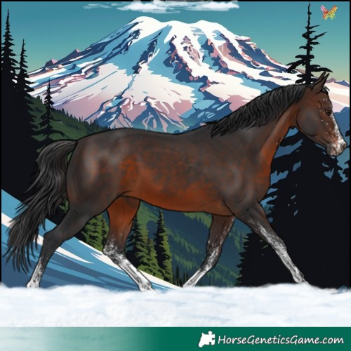 Horse Color:White Spotted Brown 