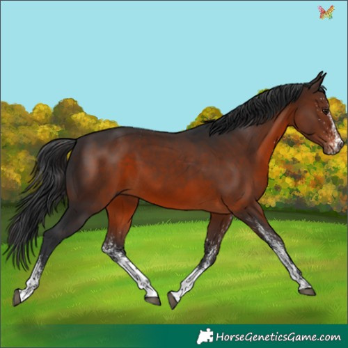 Horse Color:White Spotted Brown 