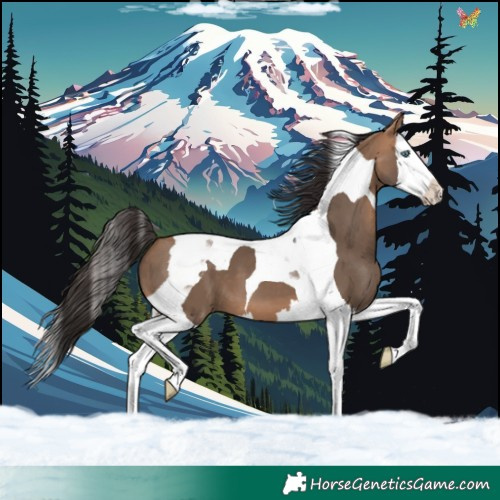 Horse Color:Bay Dun Splash Tobiano 