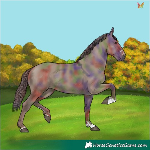 Horse Color:Nacre Liver Red Dun 
