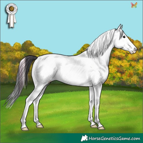 Horse Color:White Spotted Bay Onyx Splash Tobiano 