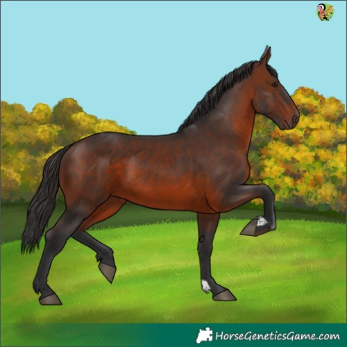 Horse Color:Brown 