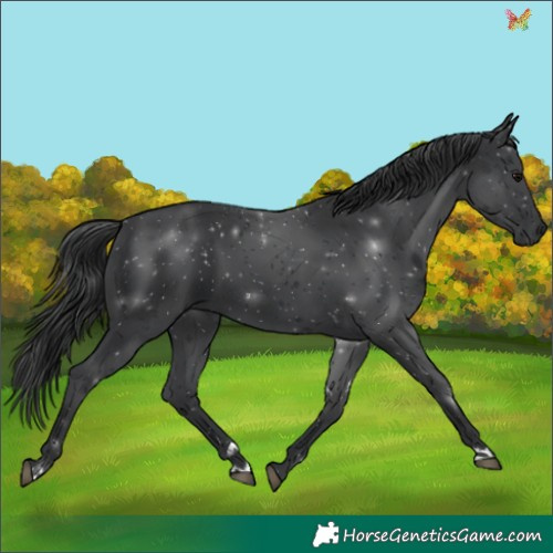 Horse Color:Black 