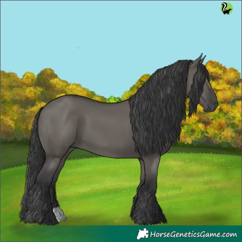 Horse Color:Grullo 