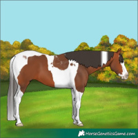 Horse Color:Bay Splash Tobiano 