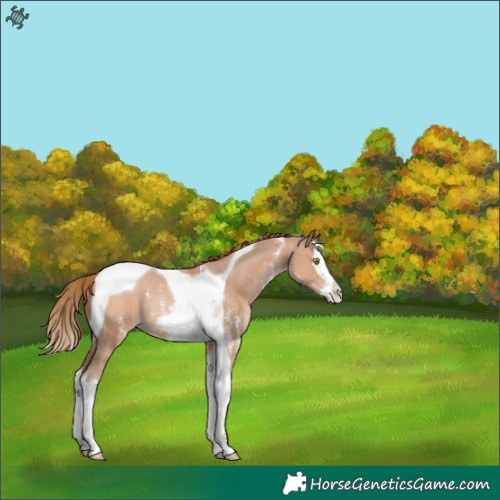 Horse Color:Brown Pearl Sabino Splash Tobiano Rabicano 