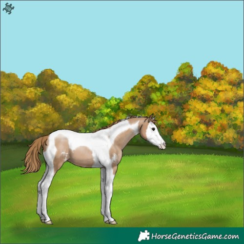 Horse Color:Black Pearl Sabino Splash Tobiano 