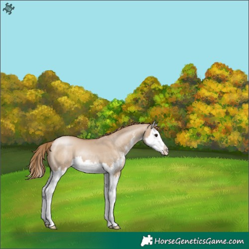 Horse Color:Grullo Pearl Sabino Splash 