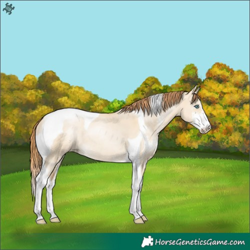 Horse Color:Smoky Grullo Pearl Sabino Tobiano