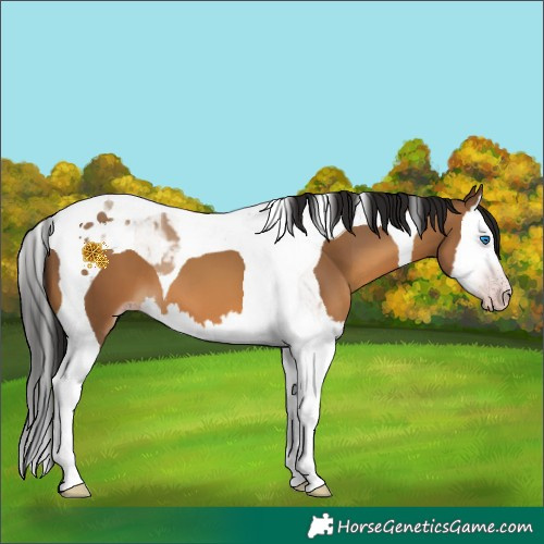 Horse Color:Gray Amber Champagne Splash Tobiano 