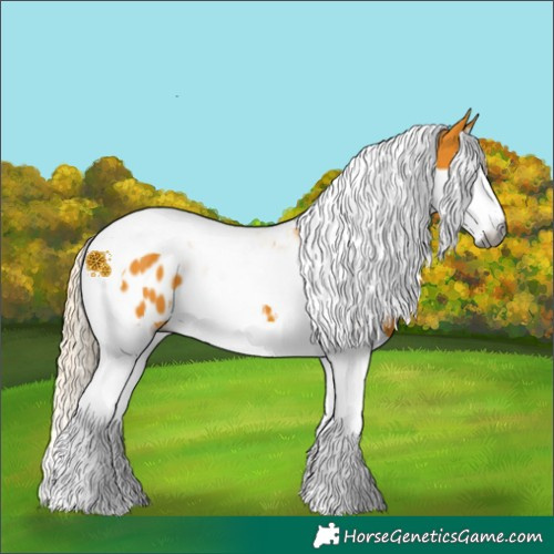 Horse Color:Gray Palomino Splash Tobiano Near Leopard 
