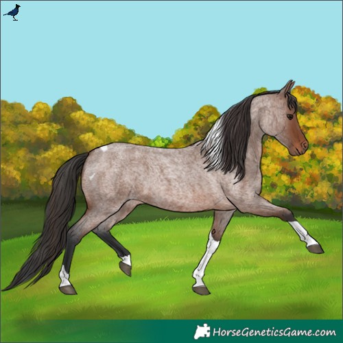 Horse Color:Brown Roan Tobiano 