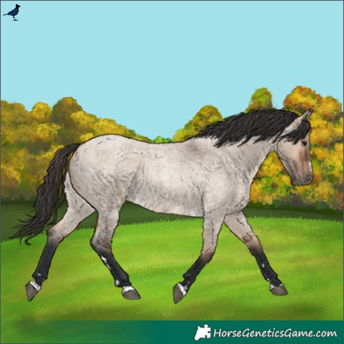 Horse Color:Bay Roan Dun