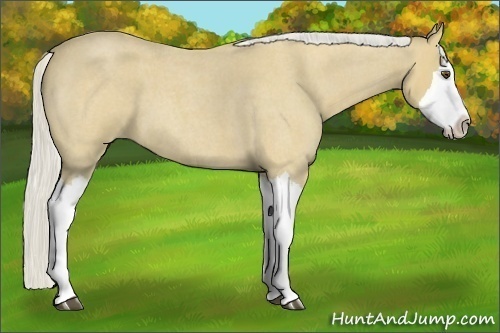 Horse Color:Silver Buckskin Roan Splash