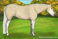 Horse Color:Silver Buckskin Roan Splash 