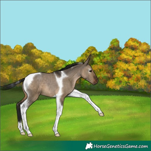 Horse Color:Gray Brown Dun Tobiano 