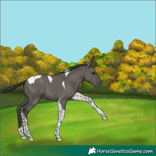 Horse Color:Grullo Tobiano Appaloosa 