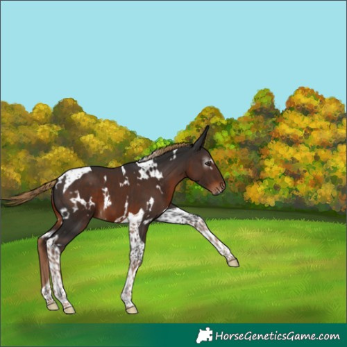 Horse Color:Gray White Spotted Liver Chestnut Tobiano 