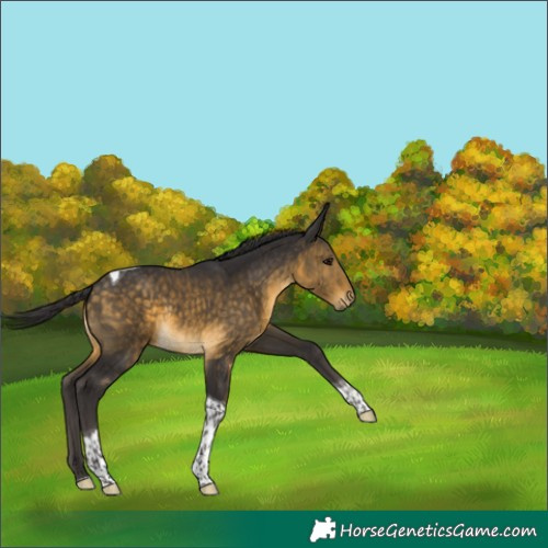 Horse Color:Buckskin Tobiano 