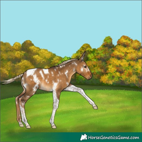 Horse Color:Gray White Spotted Chocolate Palomino Dun Tobiano 
