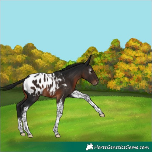 Horse Color:Gray Brown Tobiano Appaloosa 
