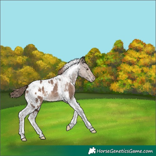 Horse Color:White Spotted Liver Red Dun Tobiano Appaloosa 