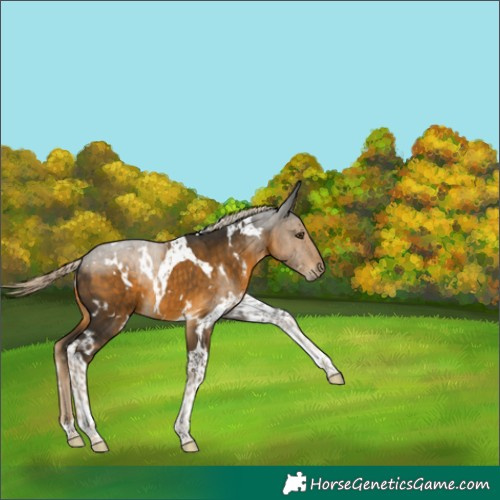 Horse Color:White Spotted Chocolate Palomino Mushroom Tobiano 