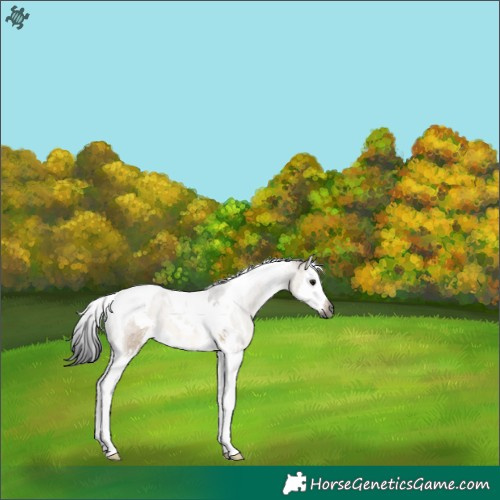 Horse Color:Gray White Spotted Brown Dun Splash Tobiano 