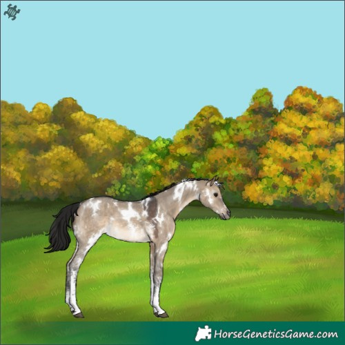 Horse Color:Gray White Spotted Brown Dun Sabino 