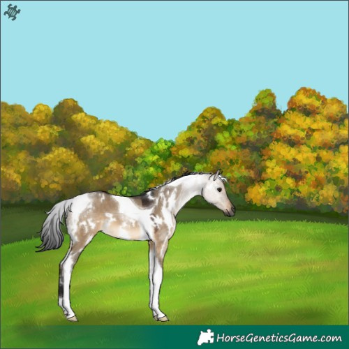 Horse Color:Gray White Spotted Brown Dun Tobiano 