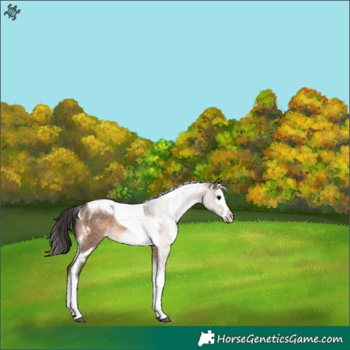 Horse Color:White Spotted Brown Dun Splash Tobiano