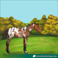 Horse Color:White Spotted Bay Appaloosa