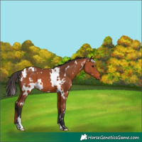 Horse Color:White Spotted Bay 