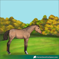 Horse Color:Bay Dun