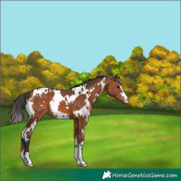 Horse Color:White Spotted Bay 