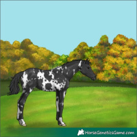 Horse Color:White Spotted Black