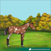 Horse Color:White Spotted Bay 