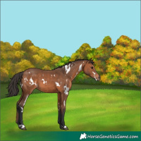 Horse Color:White Spotted Bay 